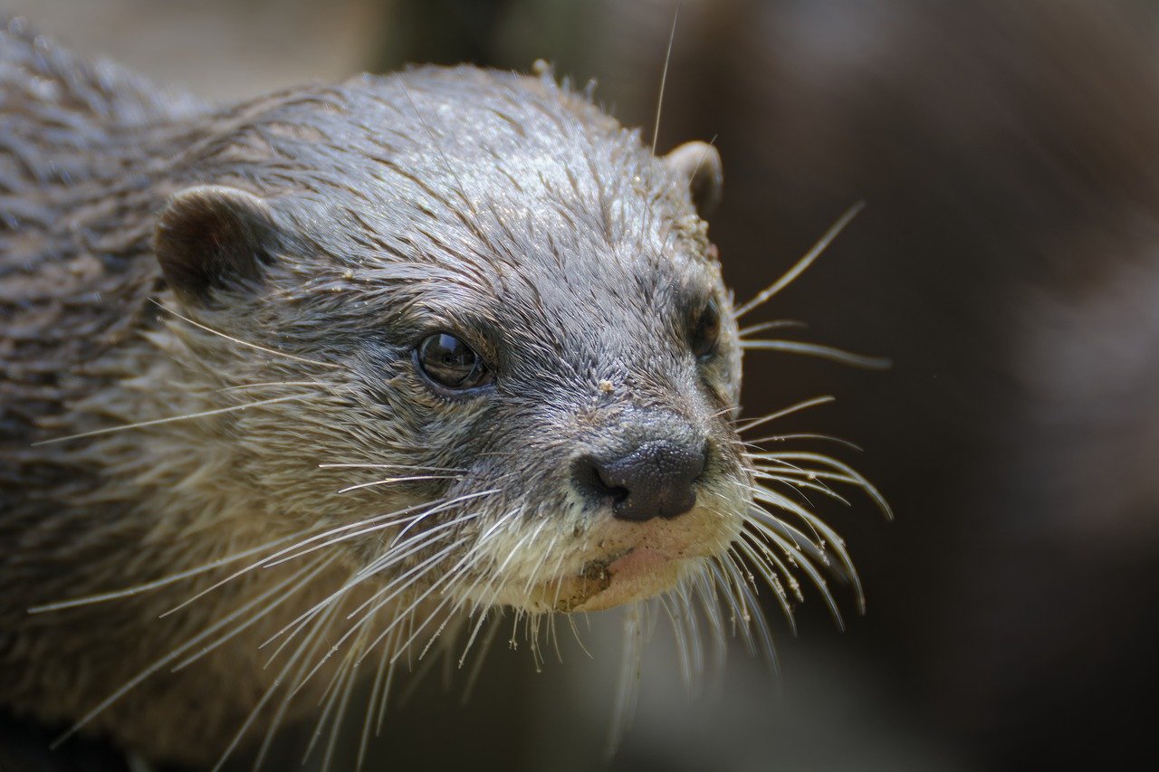 Zoological Parks: Safety Guidelines for Visitors